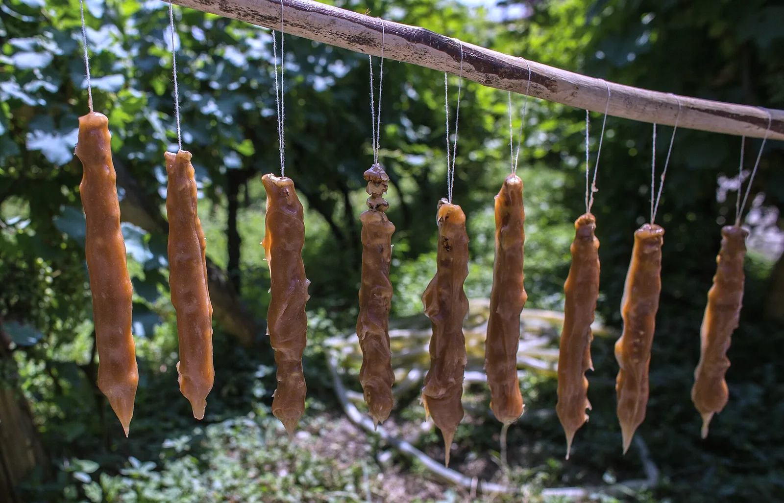 Strings of churchkhela drying on a pole among green leaves