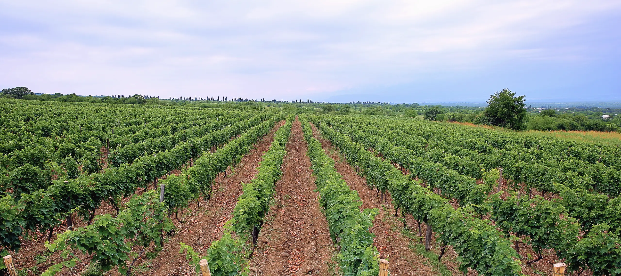 Rows of vines running to a line of cypresses at Akhasheni, Kakheti, in June
