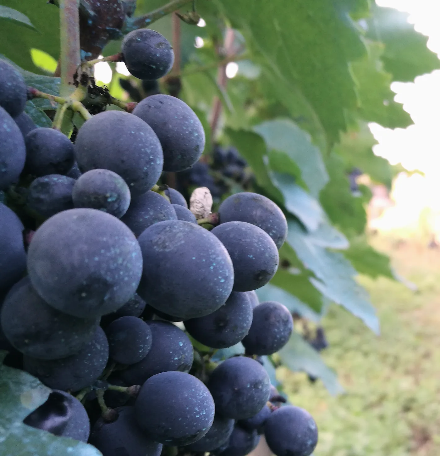 Dark grapes on the vine in Kakheti at harvest