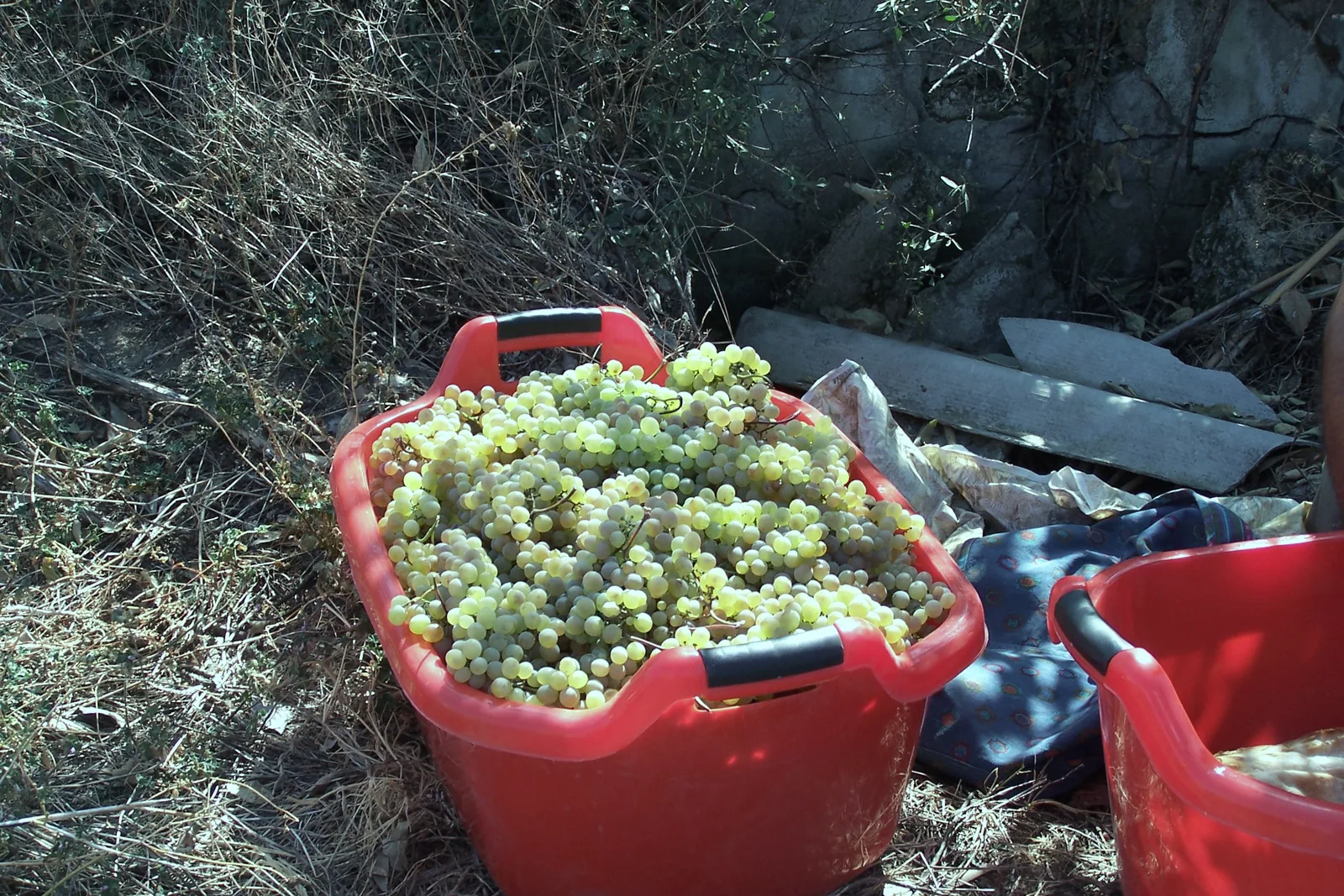 Red crates heaped with freshly picked white grapes on the ground