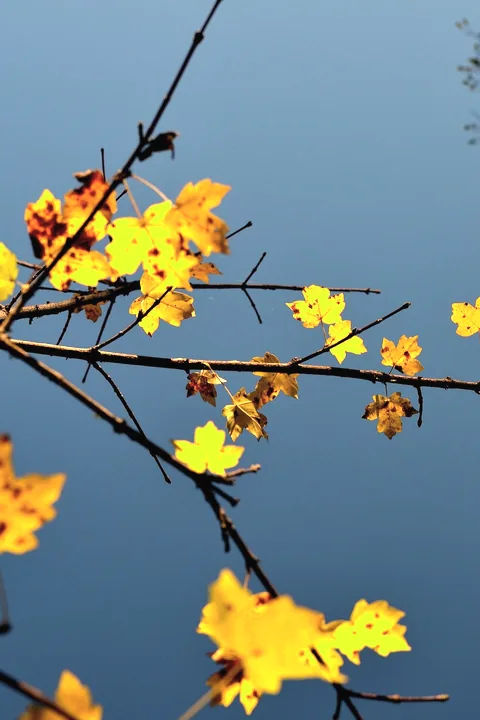 Yellow autumn leaves on dark branches against a deep blue sky