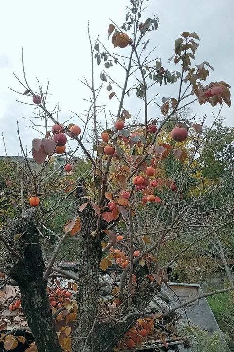 Orange persimmons hanging from thin branches among the last autumn leaves