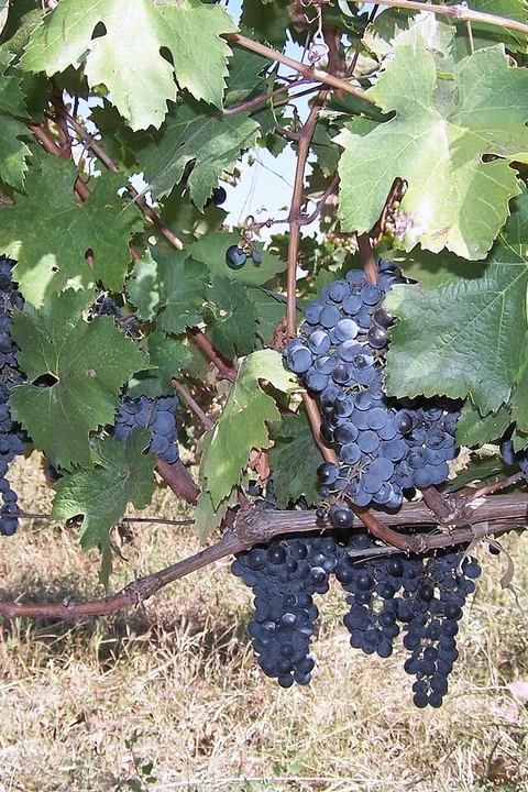 Dark grapes on the vine in Kakheti at harvest
