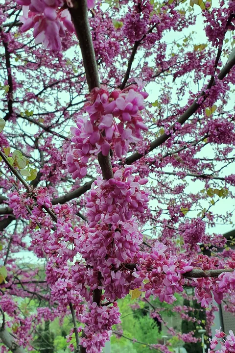 Pink Judas tree blossom in Rike park, Tbilisi