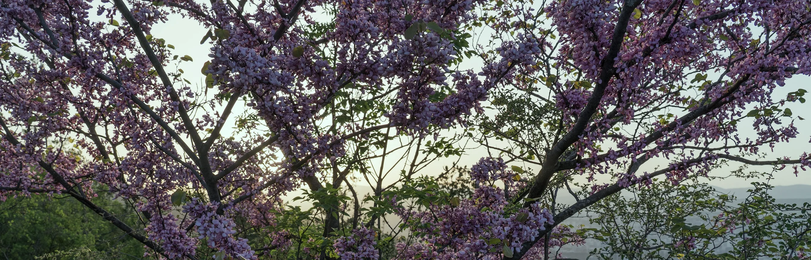 Judas trees in purple flower on Mtatsminda, the evening sun behind the branches