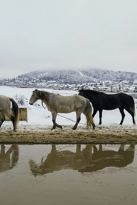 Horses crossing a snowfield at Bakuriani, mirrored in meltwater