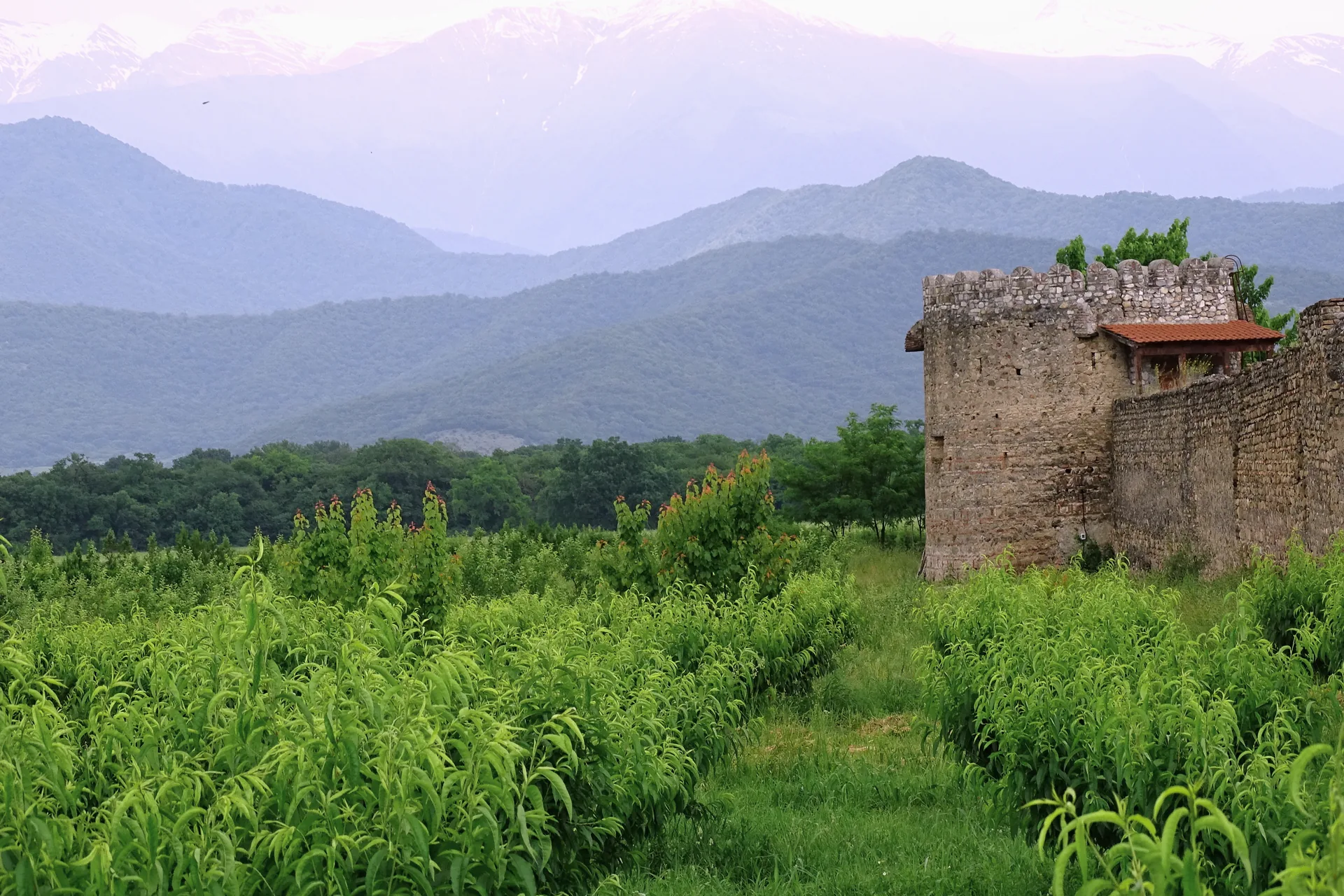 Green vines and an old stone fortress wall below the hazy Caucasus near Telavi